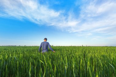 insanlar buğday alan günbatımı 