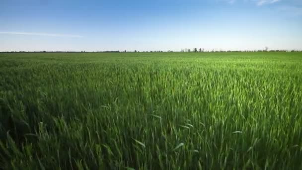 Grüne Weizenfelder Landwirtschaft Ukraine — Stockvideo