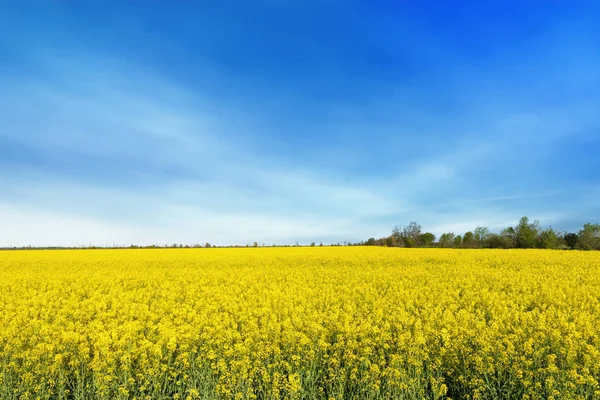 fotoğraf kanola alanı 