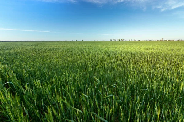 Zelená mladá pšenice pole — Stock fotografie
