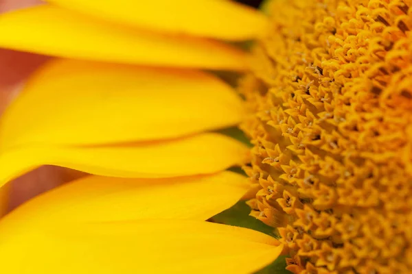 Sonnenblumenkopf groß — Stockfoto