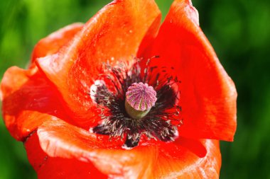 parlak gün kırmızı haşhaş yakın çekim 