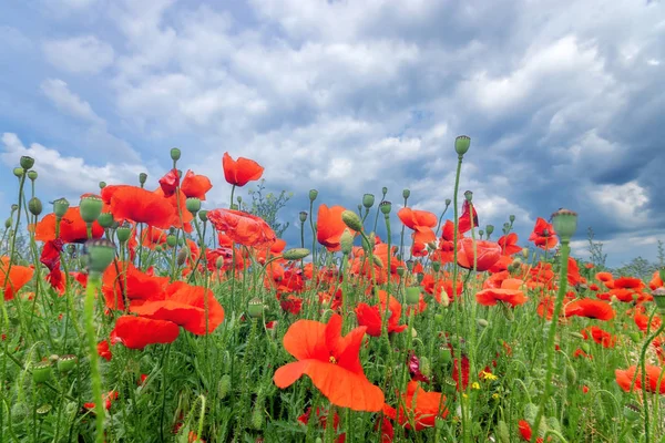 yeşil alanda parlak gün kırmızı haşhaş 