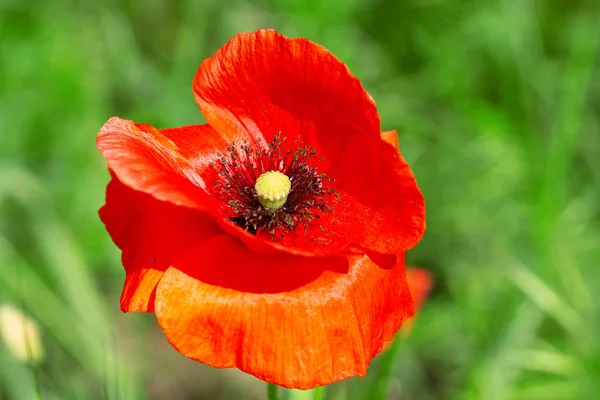 Bright day red poppies close-up — Stock Photo, Image