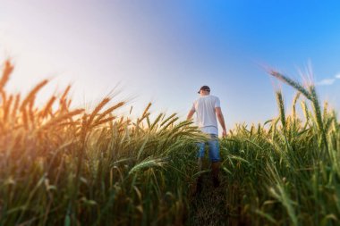 buğday alan günbatımı erkekte 