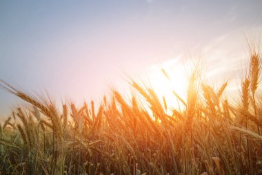 buğday closeup kulak 