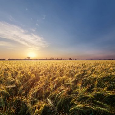 renkli günbatımı alanları Ukrayna 