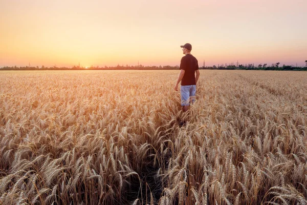 Pessoas campo de trigo por do sol — Fotografia de Stock