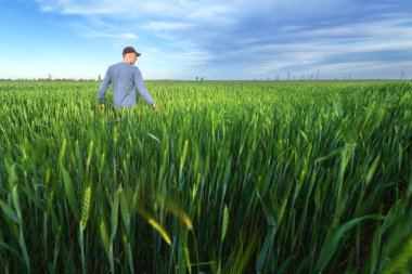 insanlar buğday alan günbatımı 