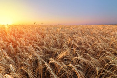 renkli günbatımı alanları Ukrayna