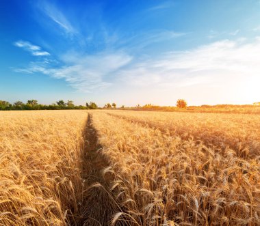 olgun buğday parlak yaz günü