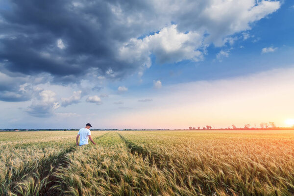 people wheat field sunset 