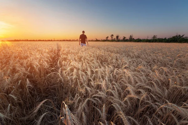 Pessoas campo de trigo por do sol — Fotografia de Stock