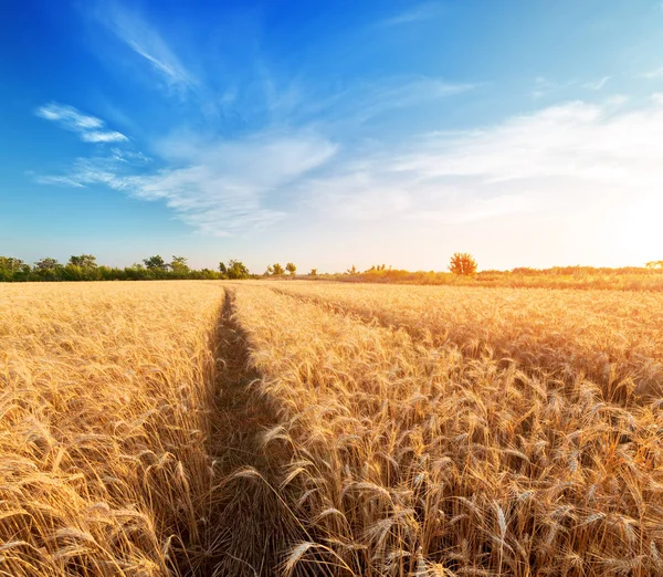 olgun buğday parlak yaz günü