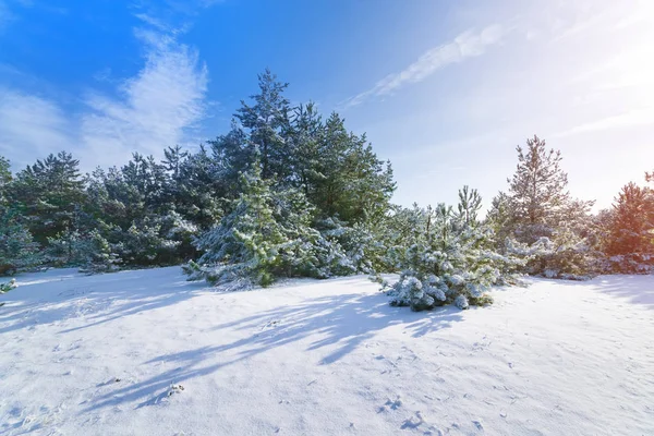 Bright pre-semester vinter skog — Stockfoto