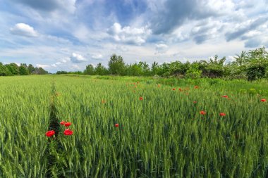 yeşil alanda parlak gün kırmızı haşhaş 