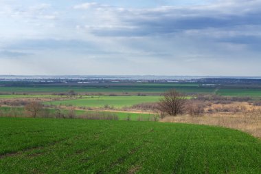 Yeşil genç buğday alanı 