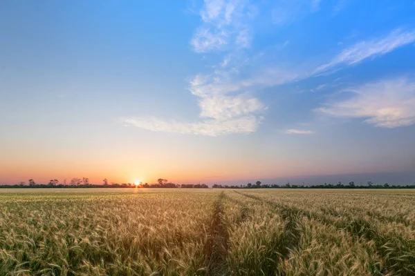 Барвисті захід сонця поля України — стокове фото