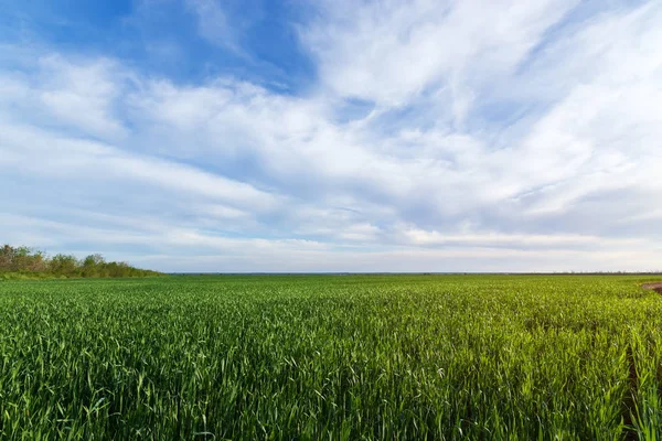 Campo di grano giovane verde — Foto Stock