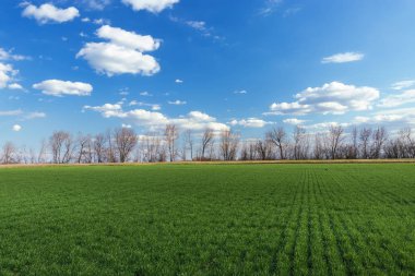 Yeşil genç buğday alanı 