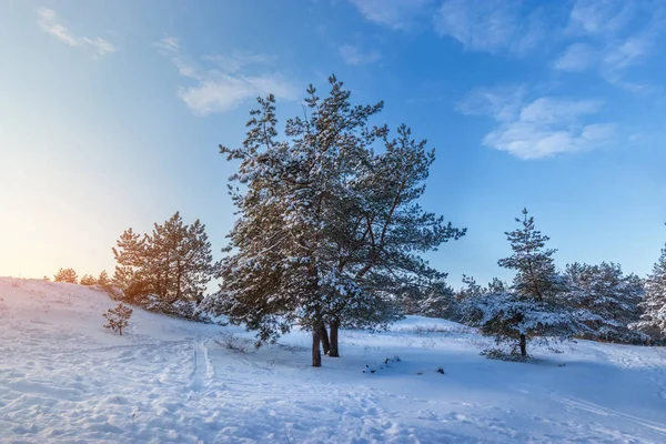 Яскравий передсвятковий зимовий ліс — стокове фото