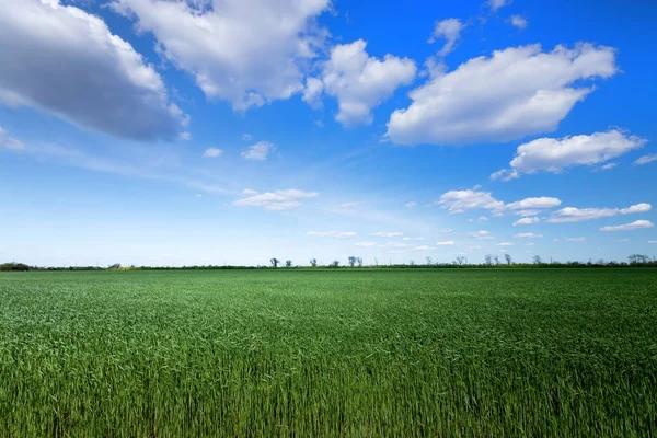 Campo di grano giovane verde — Foto Stock