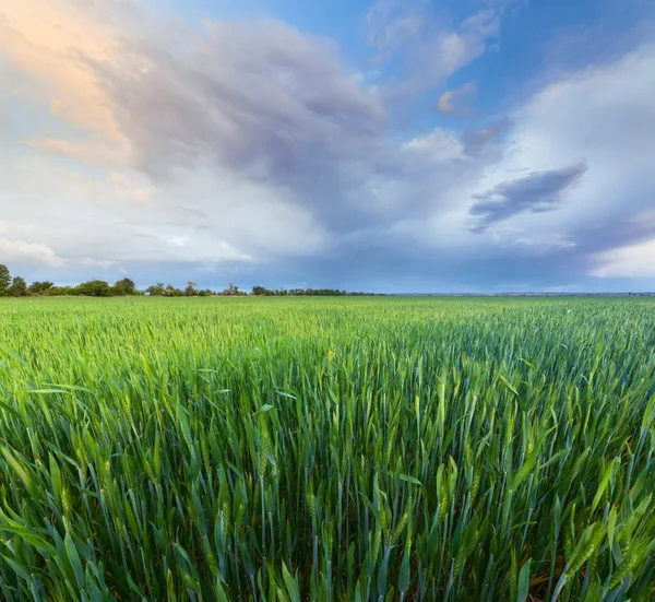 Zelená mladá pšenice pole — Stock fotografie