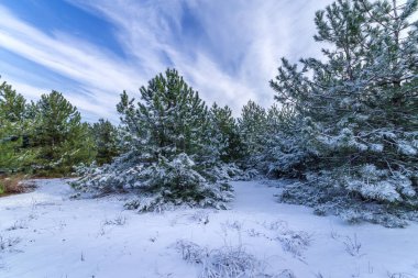 parlak tatil öncesi kış ormanı