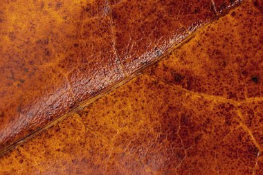 sonbahar akçaağaç yaprakları / arkaplan fotoğrafları