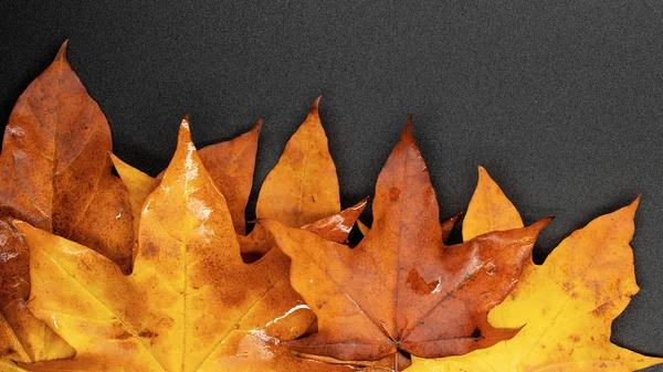 Herfst esdoorn bladeren / achtergrond foto 's — Stockfoto