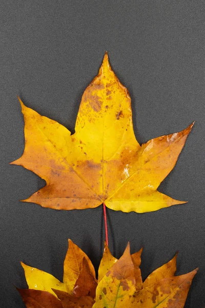 autumn maple leaves / background photos