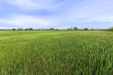 Genç buğday tarlaları ve Ukrayna tarlaları