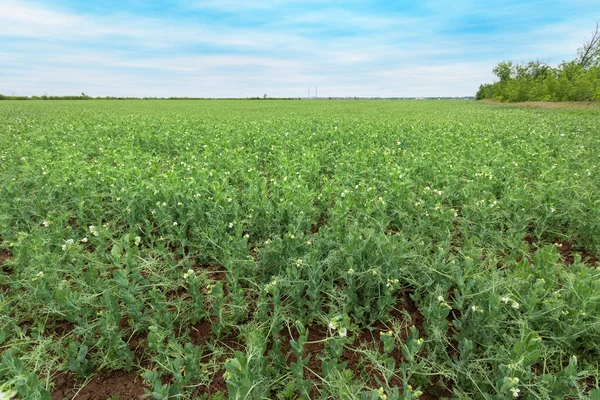 field of peas agriculture / agriculture green peas