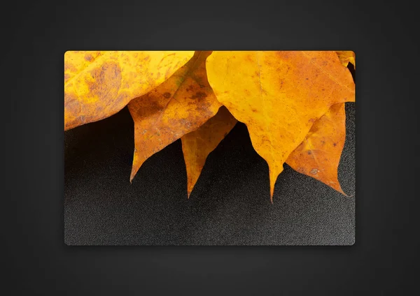 Ahornblatt Auf Grauem Hintergrund Passepartout Hintergrundbild — Stockfoto