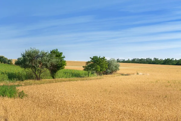 path among the fields / summer landscape looking for a plot in rural surroundings