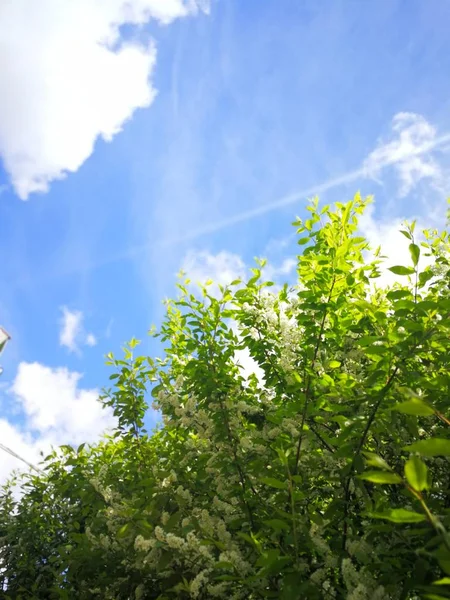 Blauer Himmel Mit Weißen Wolken Über Grünen Blattbäumen — Stockfoto