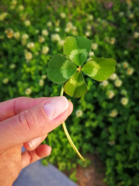 Green clover four leafed in the hand on the green background