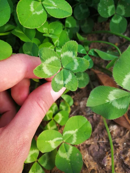 Yeşil arka plan üzerinde üç yapraklı kalp şeklinde yeşil yonca
