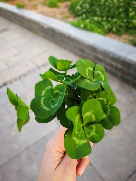 Green clover four leafed on the gray background bouquet in the hand