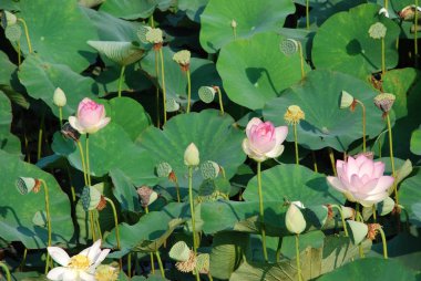 Lotus çiçeği Çin genel bahçesinde