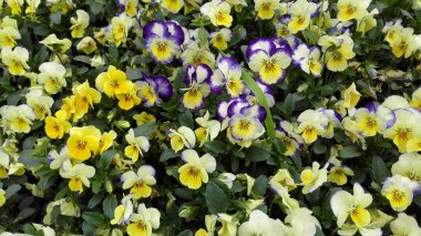 Çin'deki genel bahçede sarı ve mor hercai menekşe