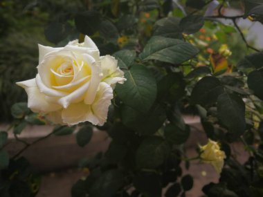 Yeşil arka bahçedeki gül