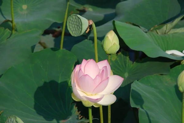 Lotus Flower Public Garden China — Stock Photo, Image