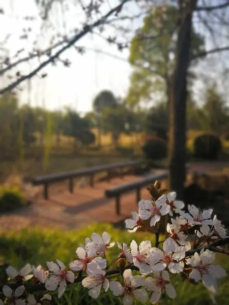 中国の公共の庭の桜の花 — ストック写真