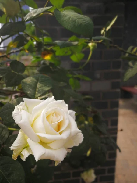 Yeşil arka bahçedeki gül