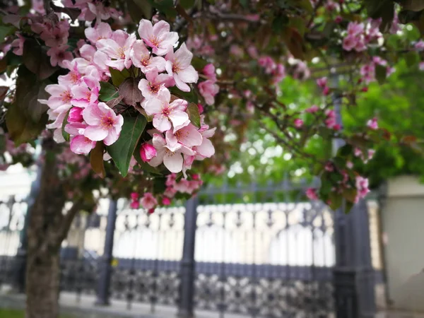 Apple Tree Blossom Pink Flowers — Stock Photo, Image