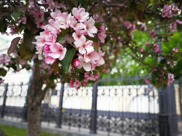 Apple Tree Bloesem Roze Bloemen — Stockfoto