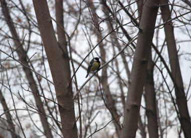 yeşil yaprakları tarafından çevrili bahar orman içinde ağaç dalı tomtit kuş oturur