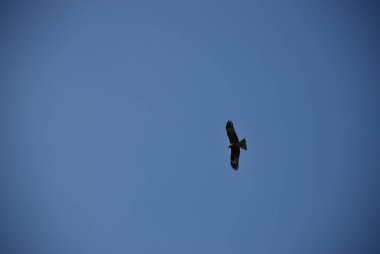 Altın Kartal yüksekten masmavi gökyüzünde uçuyor