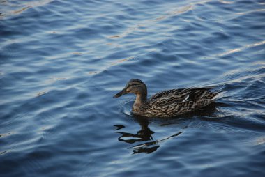Yalnız kadın ördek mavi su